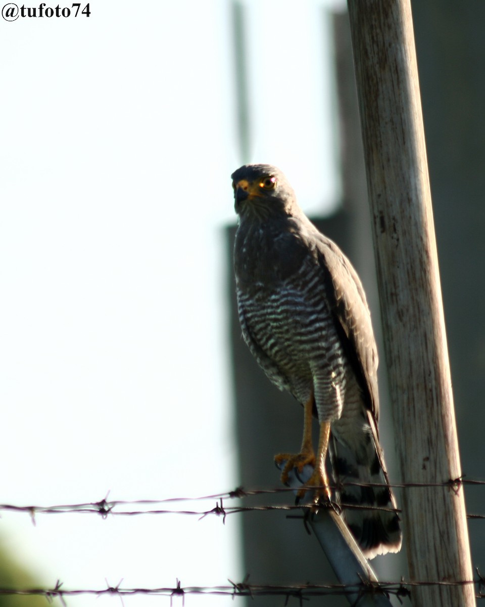 Roadside Hawk - ML563590921