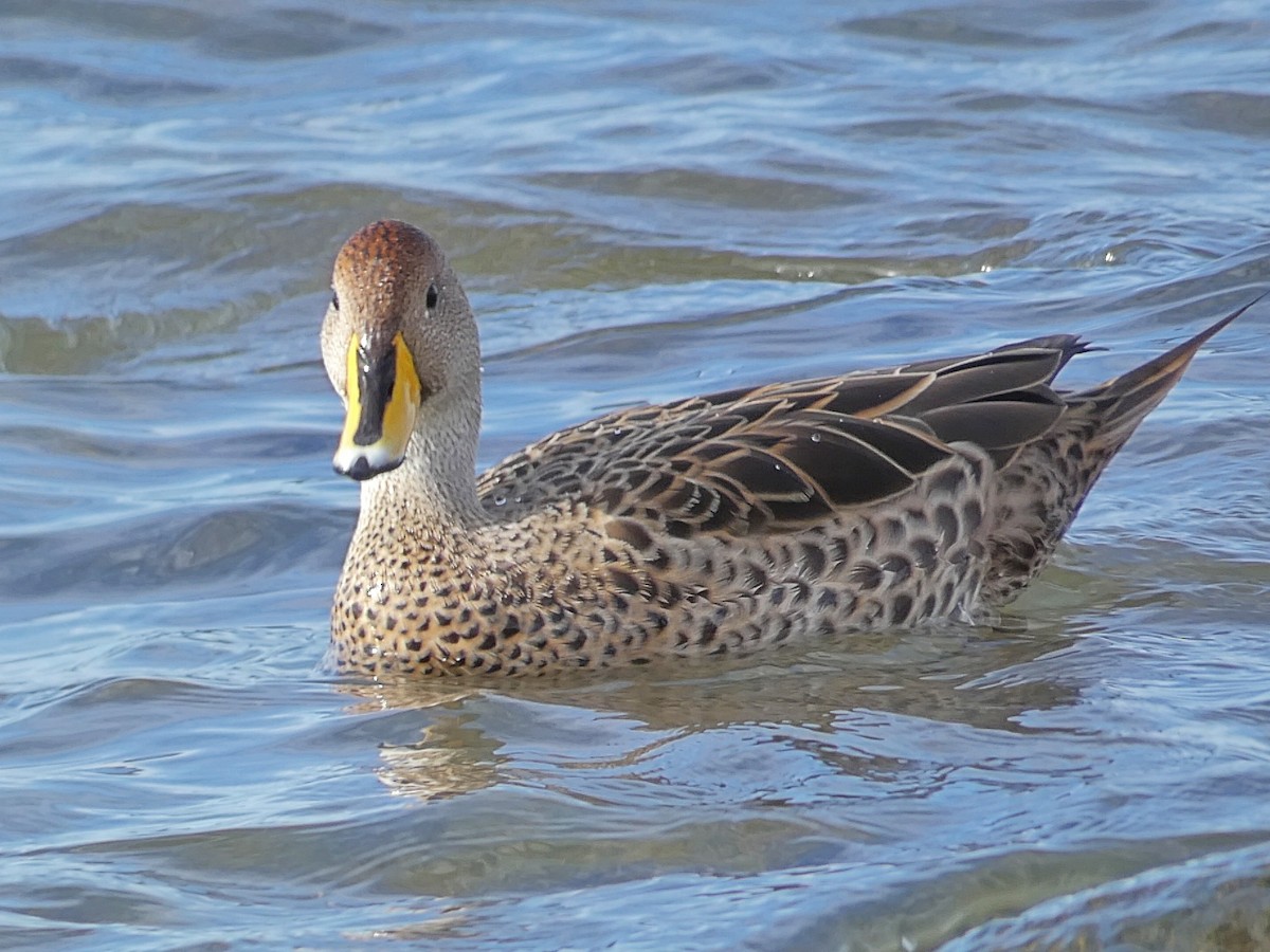 Yellow-billed Pintail - Paulo Krieser