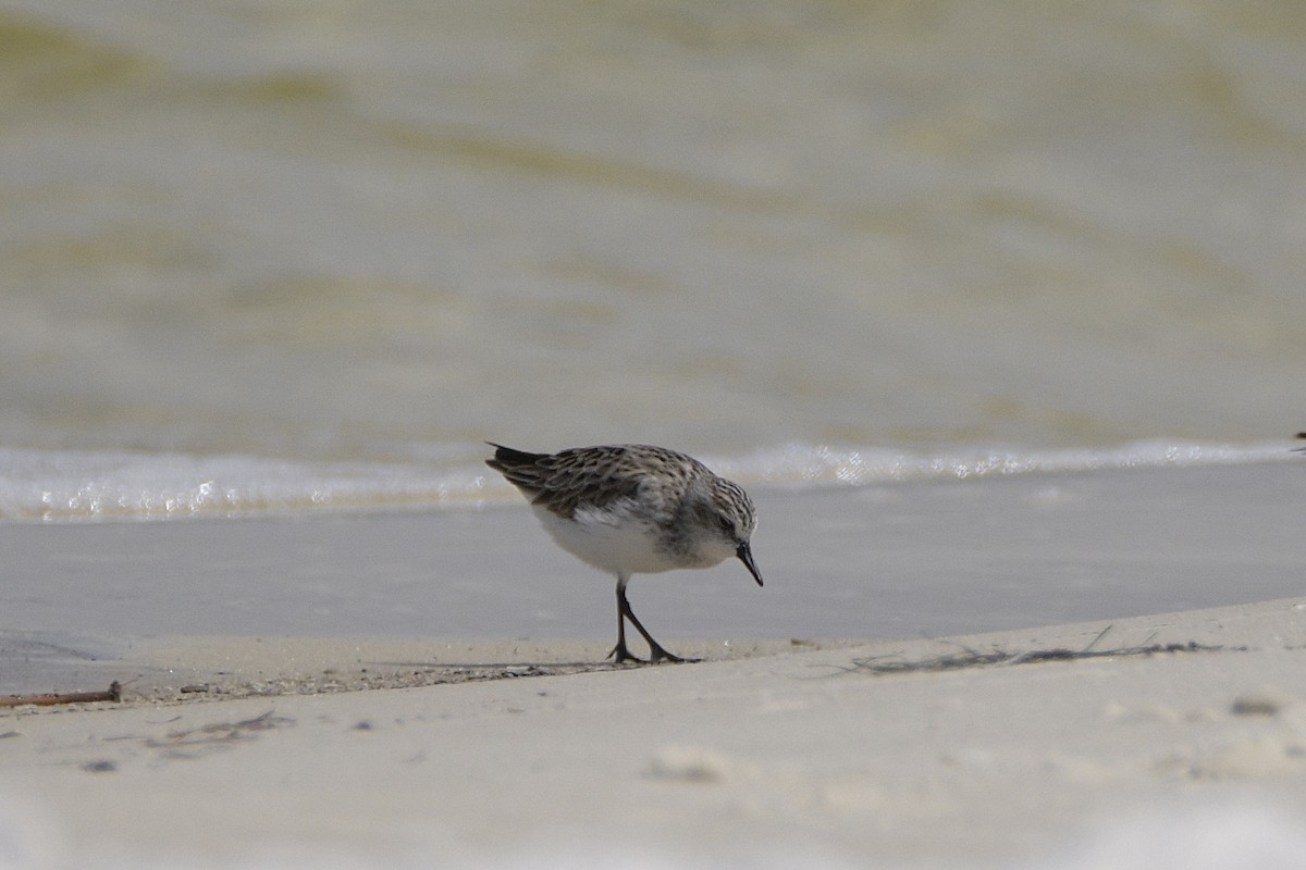 Semipalmated Sandpiper - ML563592921