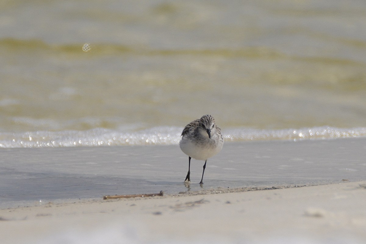 Semipalmated Sandpiper - ML563592931