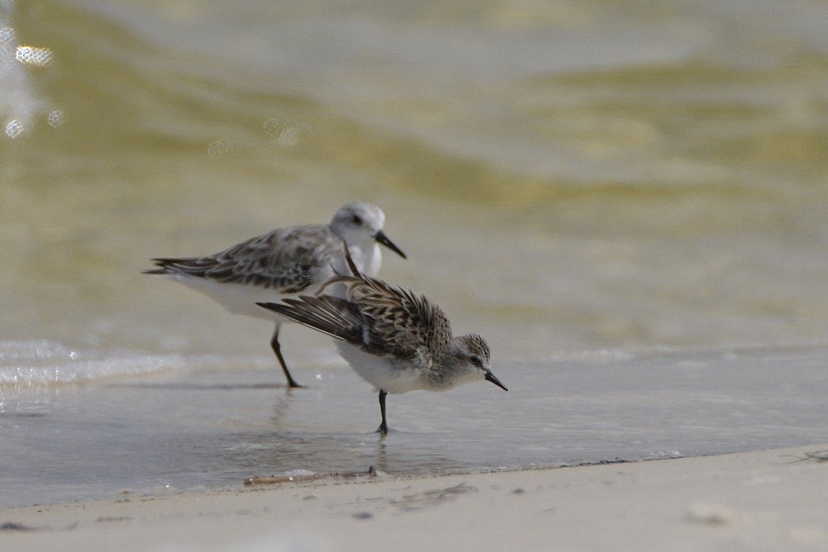 Semipalmated Sandpiper - Jackie Elmore