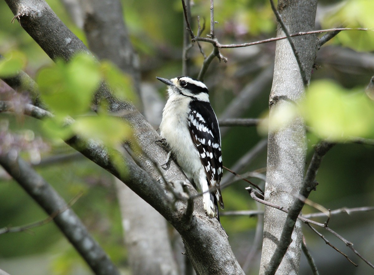 Downy Woodpecker - ML563593811