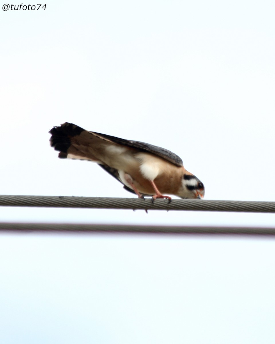 American Kestrel - ML563594431