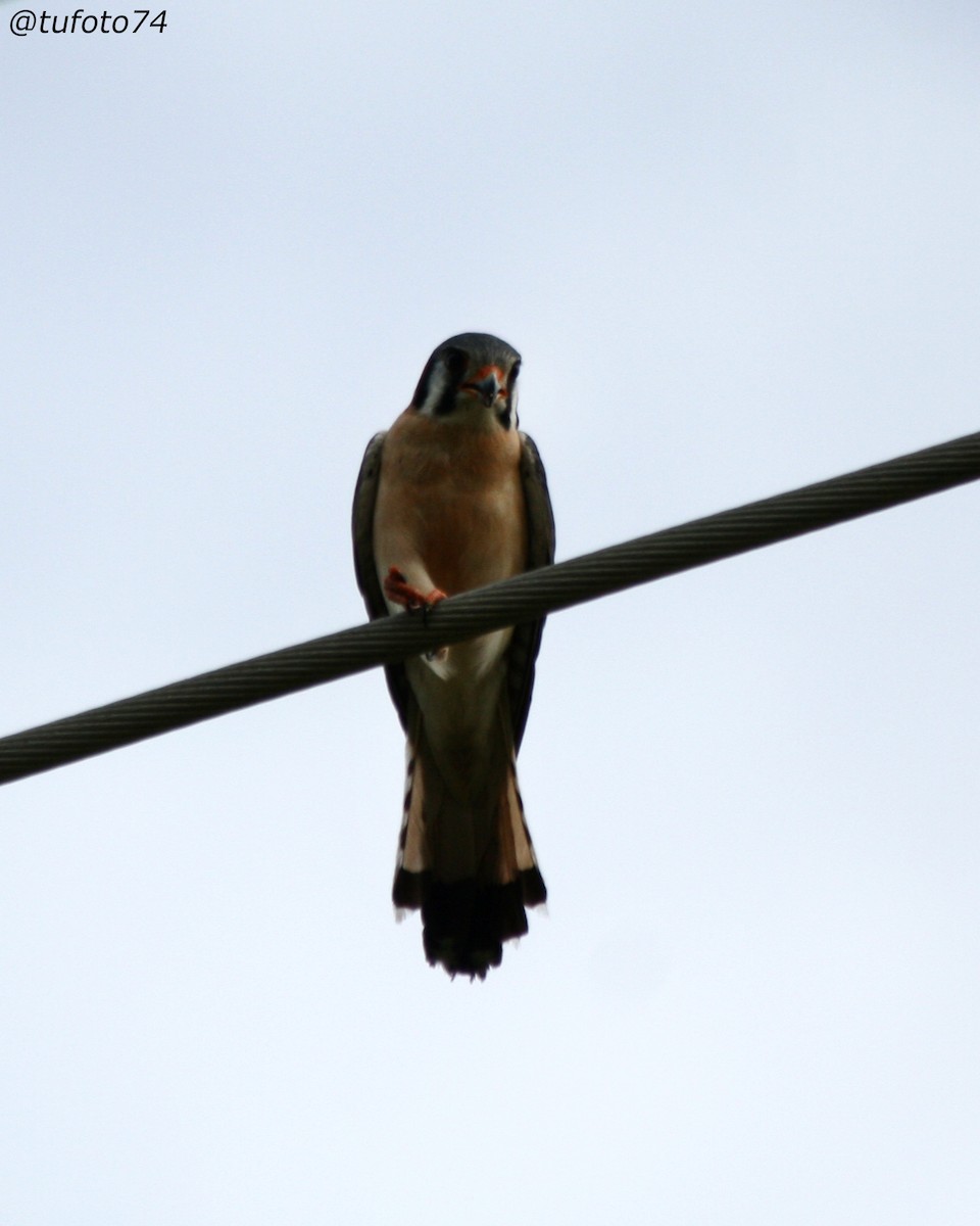 American Kestrel - ML563594441
