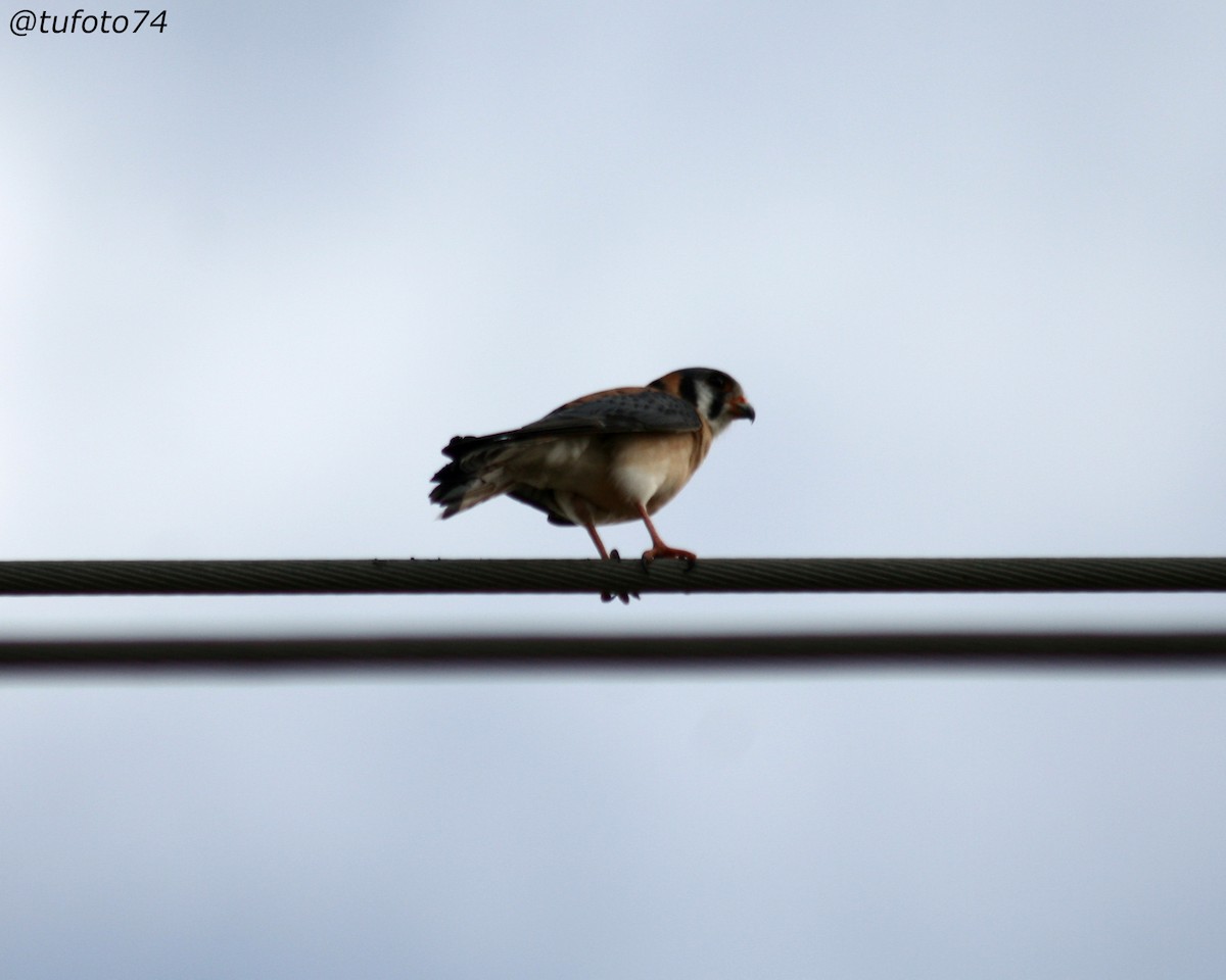 American Kestrel - ML563594451