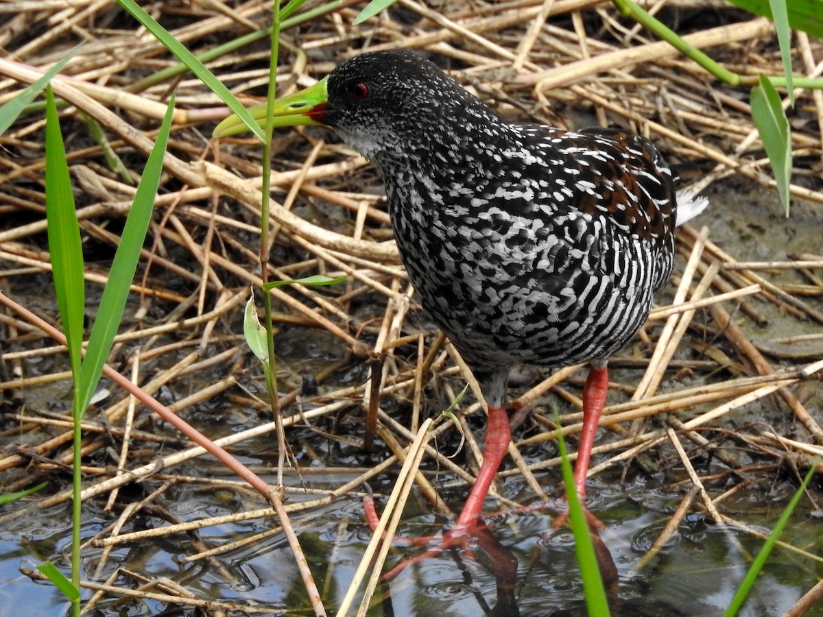 Spotted Rail - ML563594601