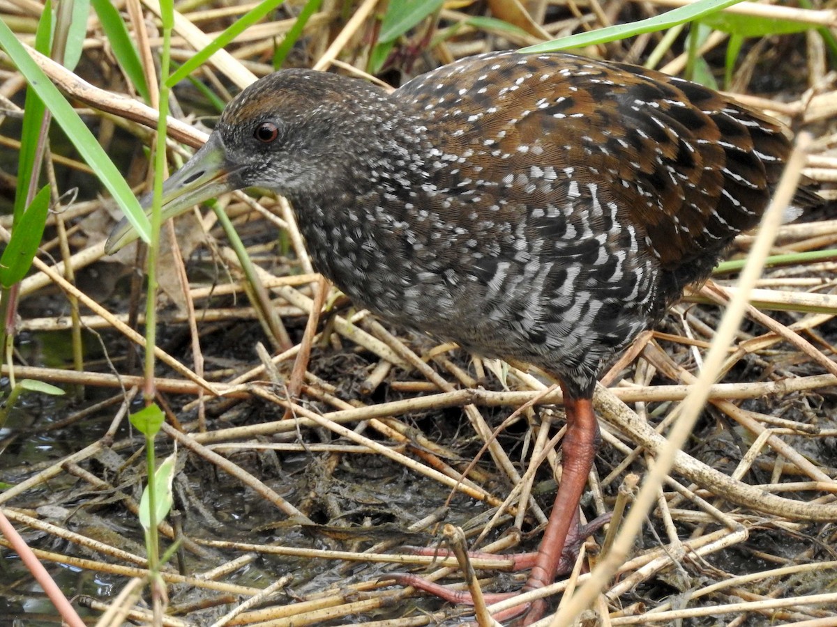 Spotted Rail - ML563594611