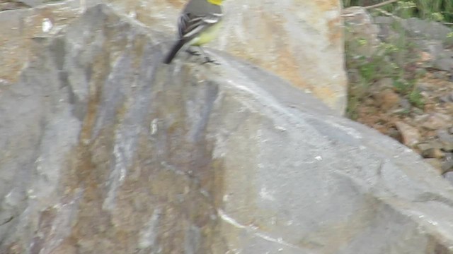 Citrine Wagtail - ML563595351