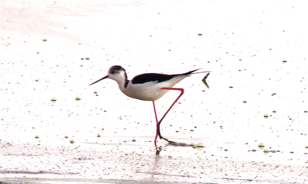 Black-winged Stilt - ML563595961