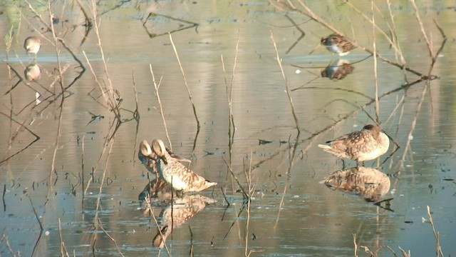 Marbled Duck - ML563595971