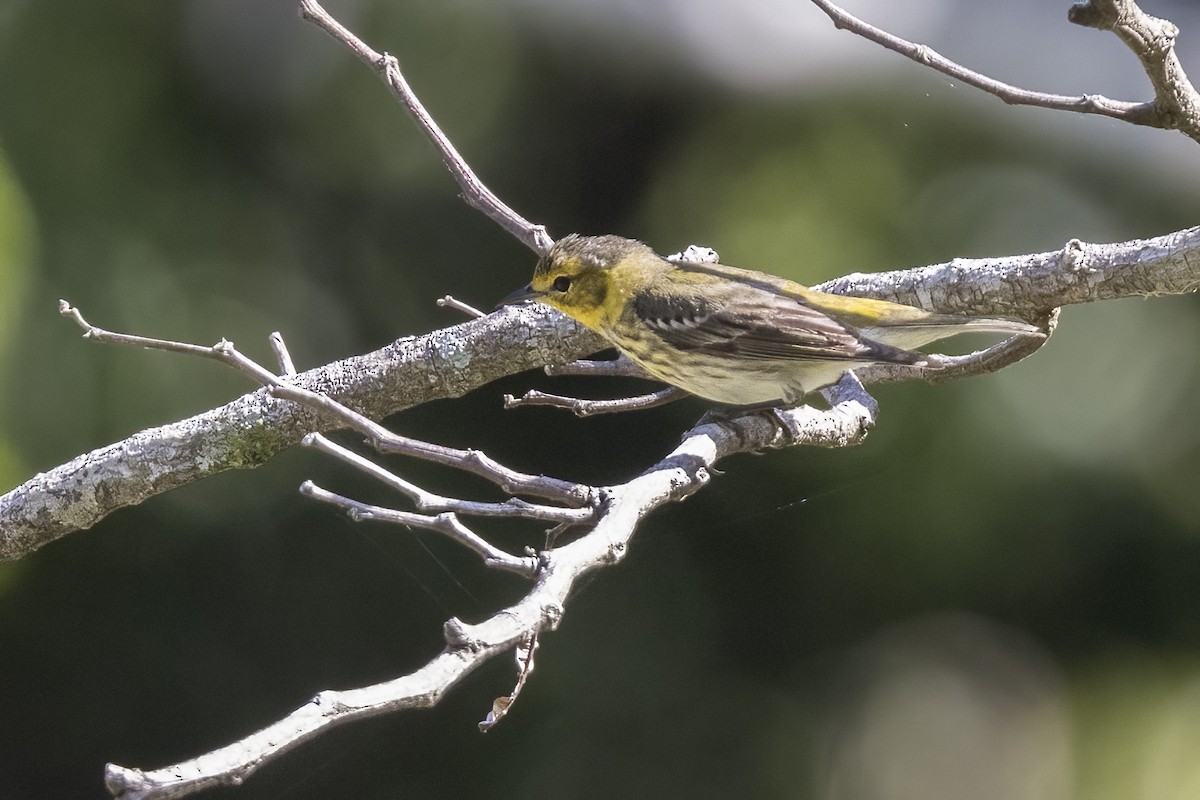 Cape May Warbler - ML563597191