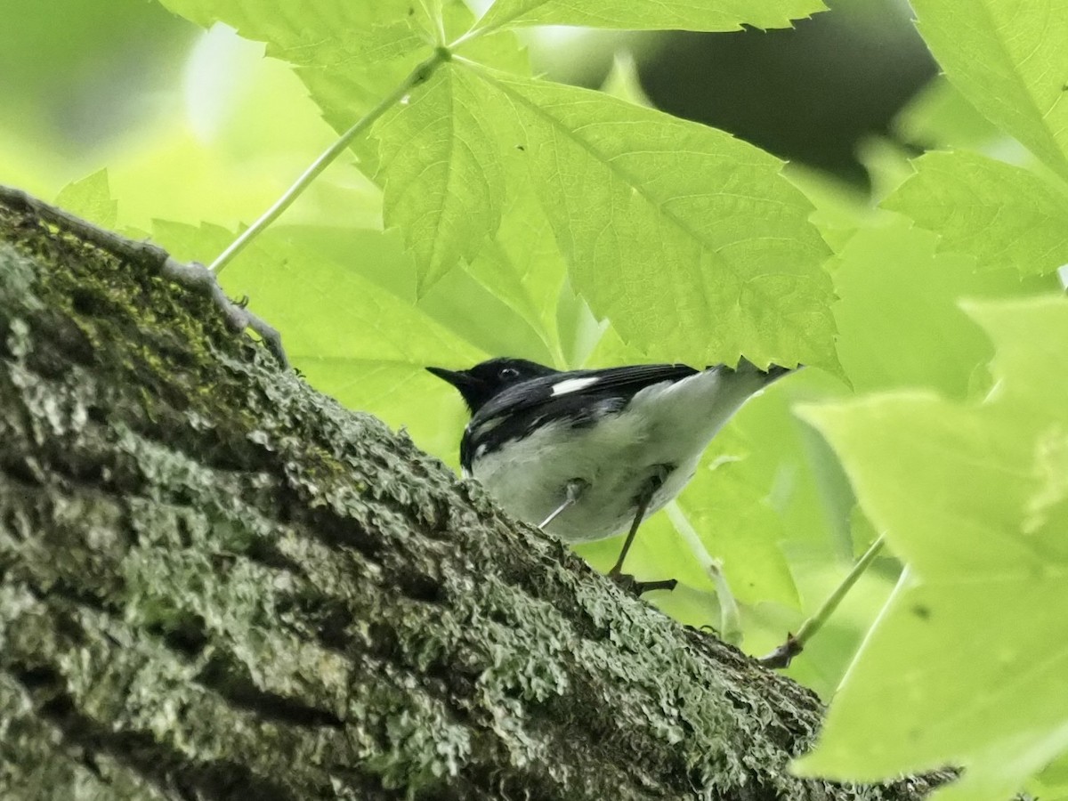 Black-throated Blue Warbler - Yve Morrell