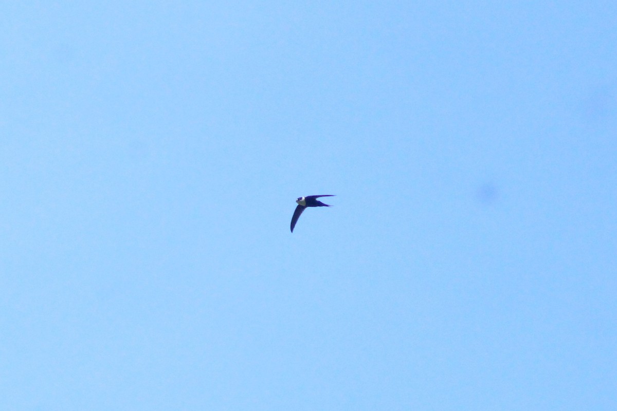 Lesser Swallow-tailed Swift - Daniel de Jesus Garcia León