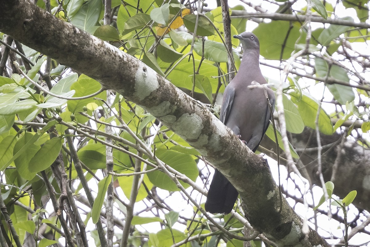 Plain Pigeon - ML563597471