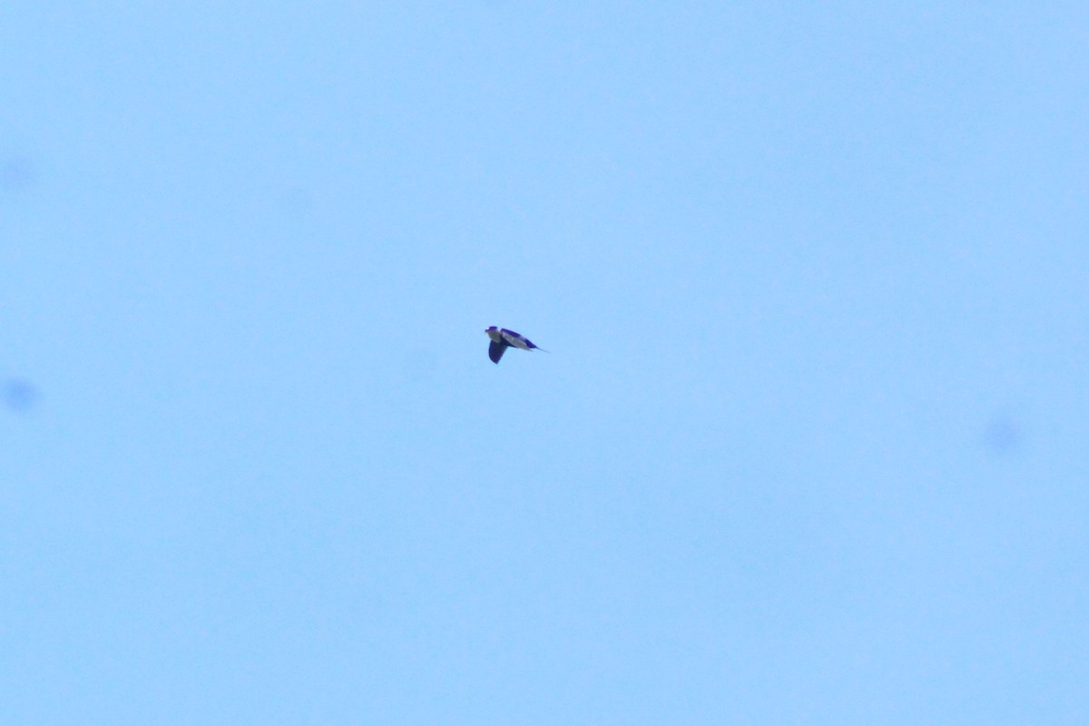 Lesser Swallow-tailed Swift - ML563597561