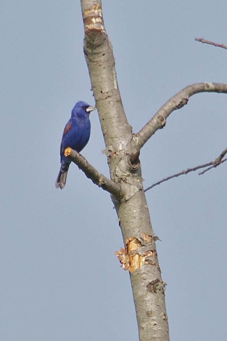 Blue Grosbeak - Brian Lowry