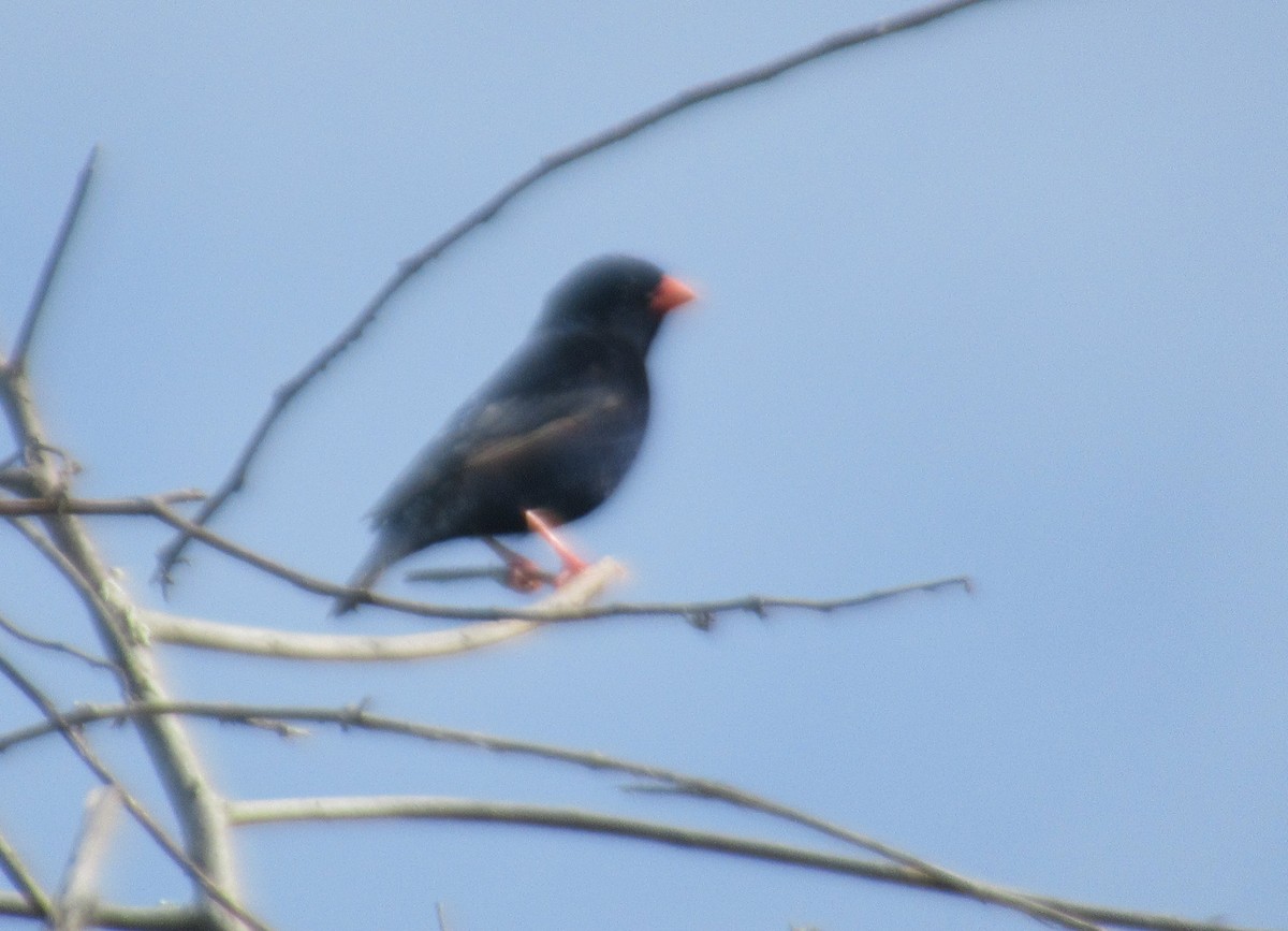 Village Indigobird - Jonathan W. 🕊