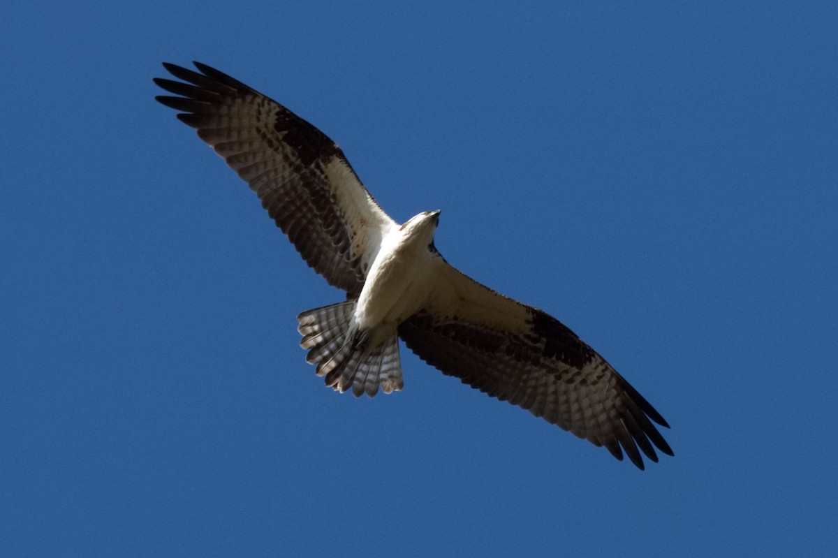 Águila Pescadora - ML563598051