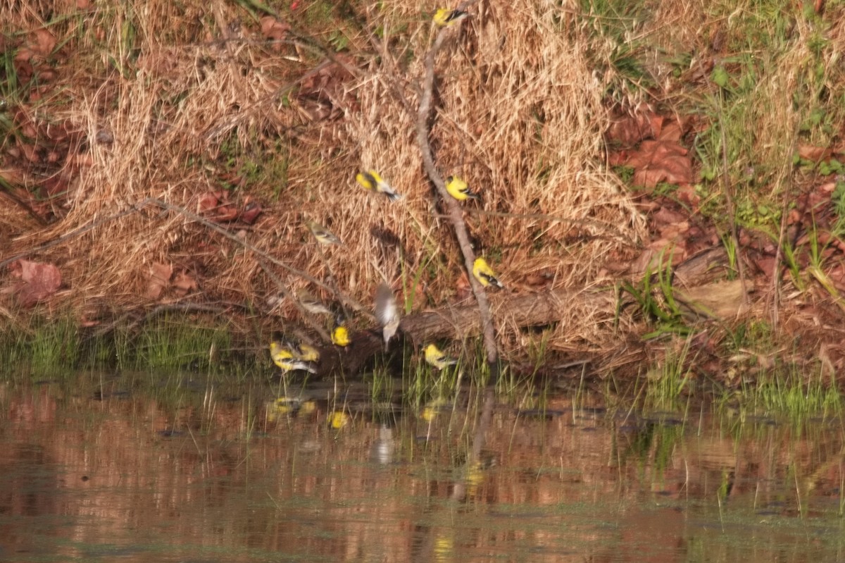 American Goldfinch - ML563598091