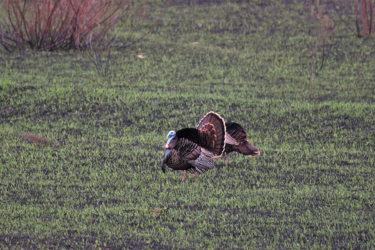 Wild Turkey - ML563598401