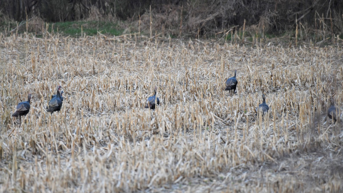 Wild Turkey - Timothy Piranian