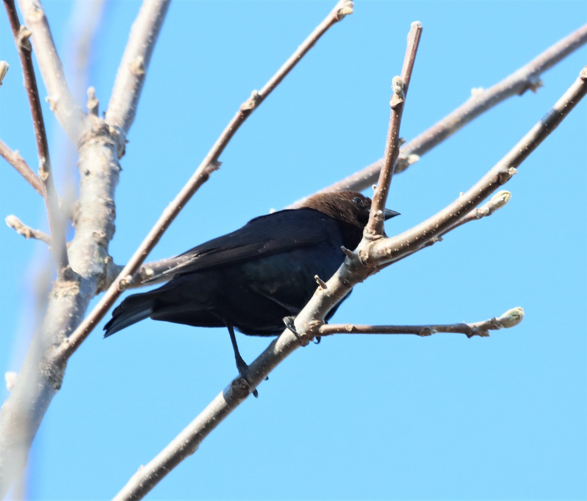 Brown-headed Cowbird - ML563598621