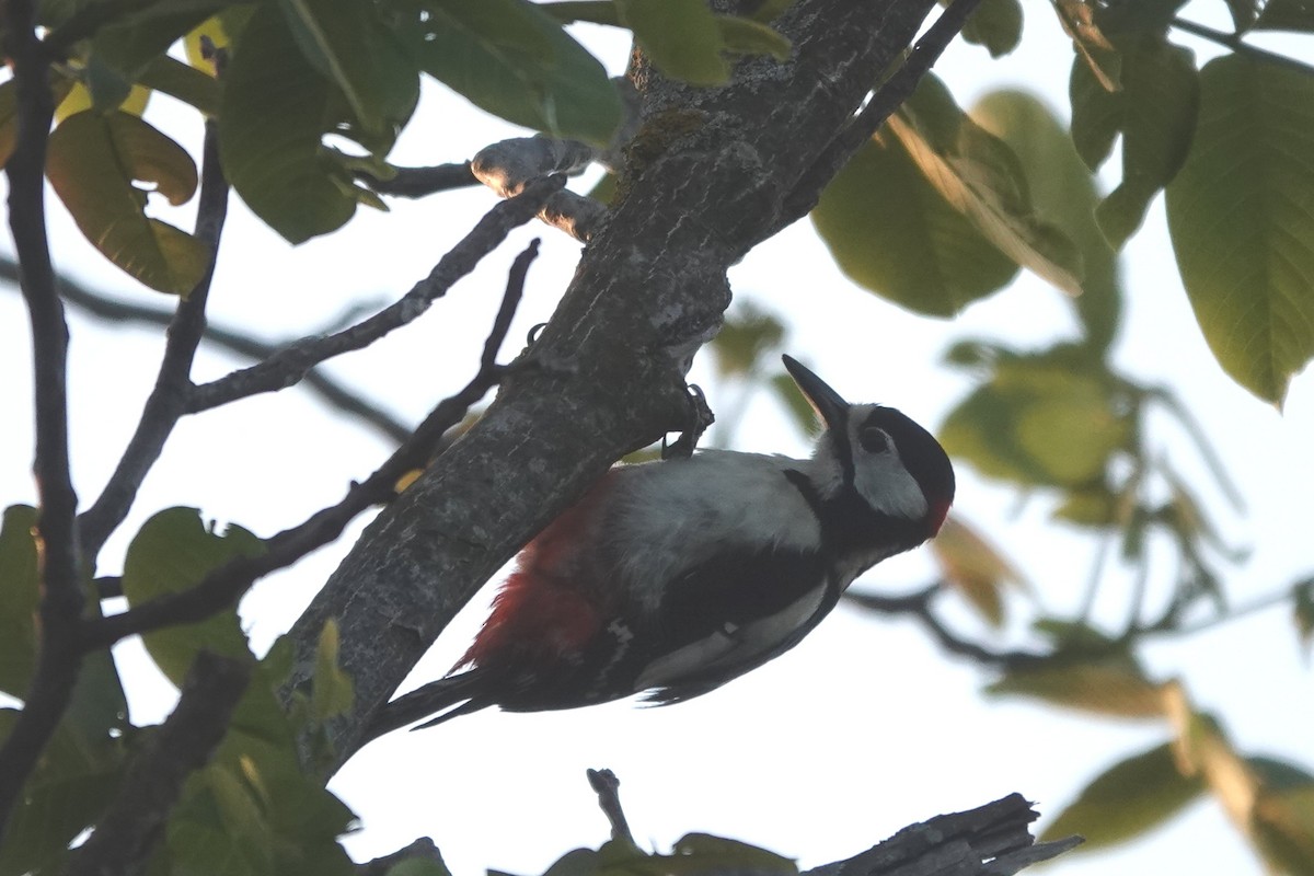 Great Spotted Woodpecker - ML563599461