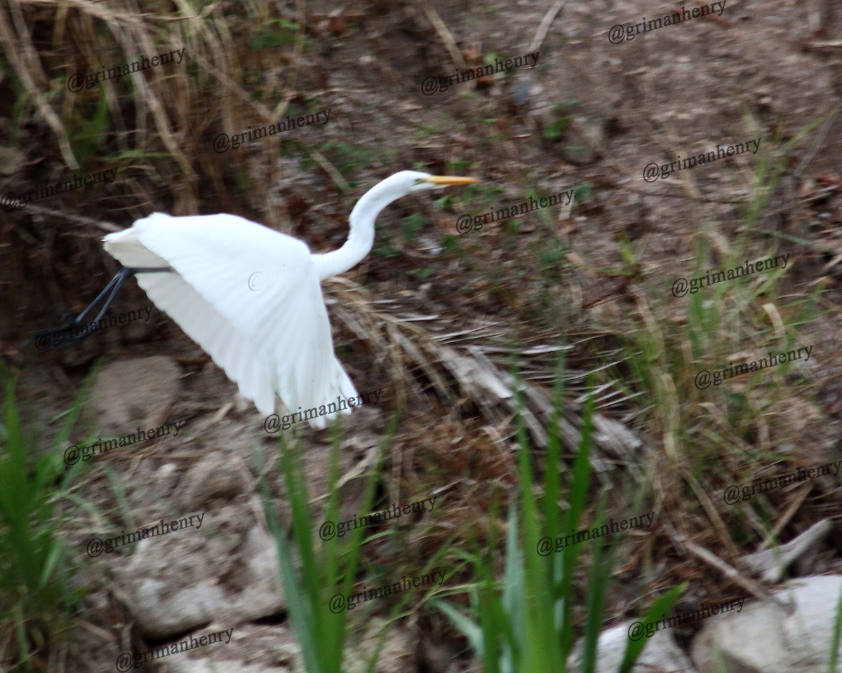 Great Egret - ML563599691