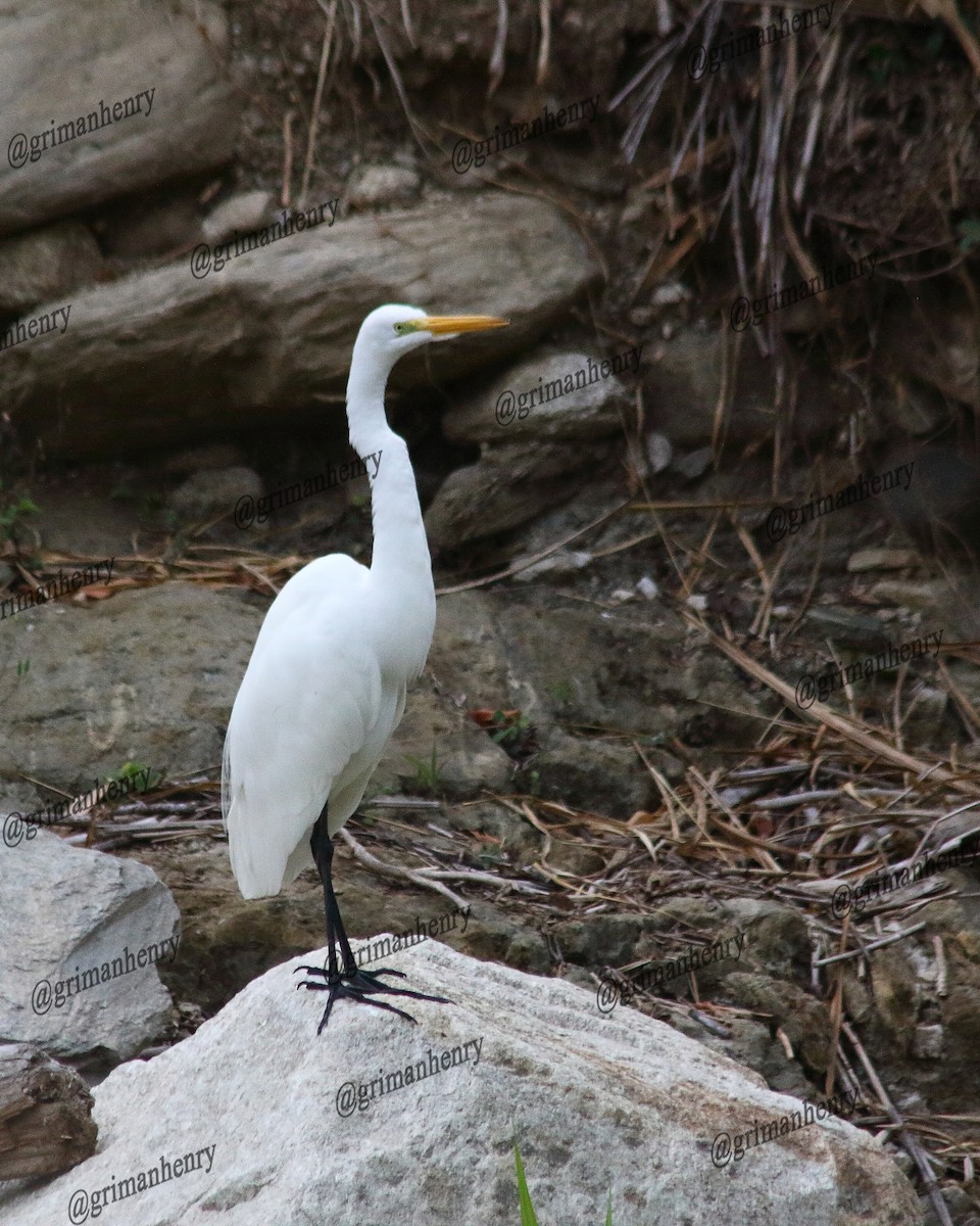 Great Egret - ML563599701