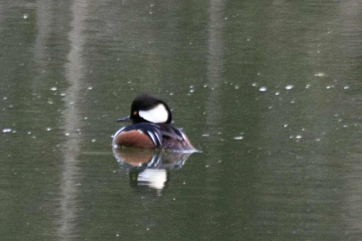 Hooded Merganser - ML563600421
