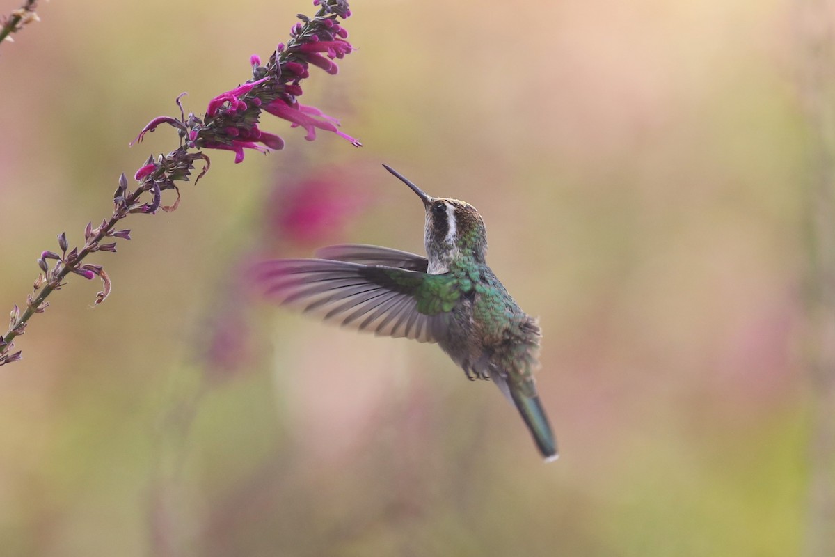 Colibri à oreilles blanches - ML563600831