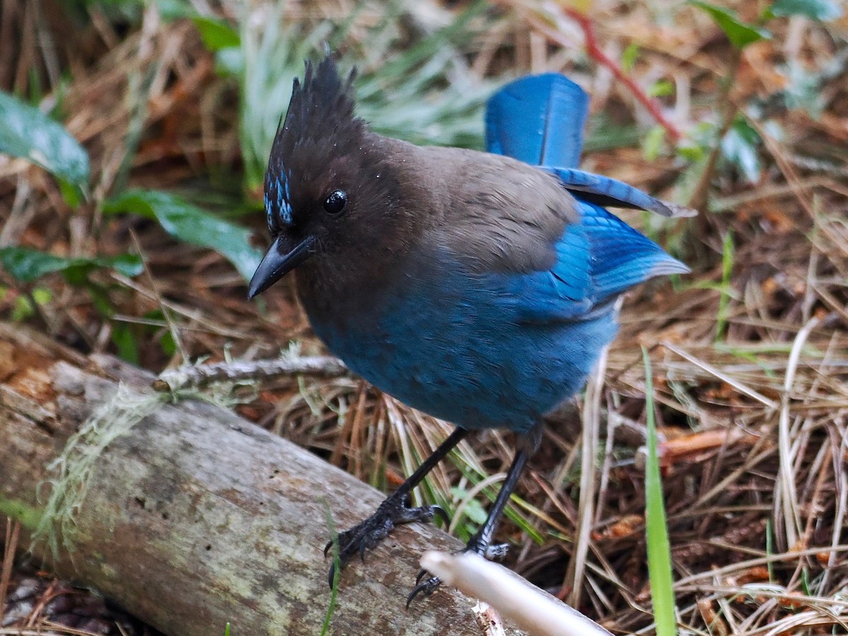 Steller's Jay (Coastal) - ML563601021