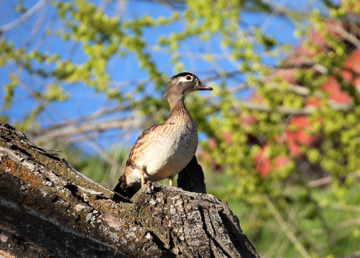 Wood Duck - ML563601161
