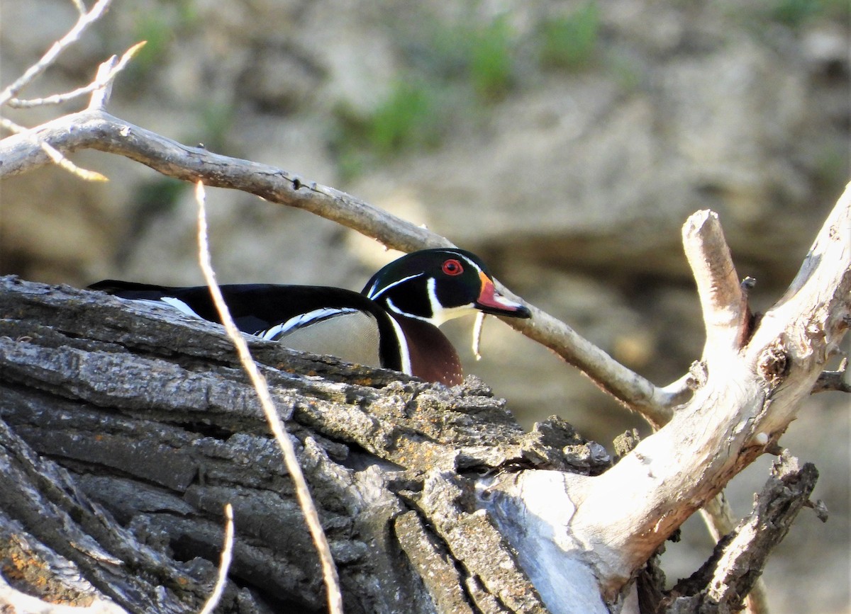 Wood Duck - ML563601201