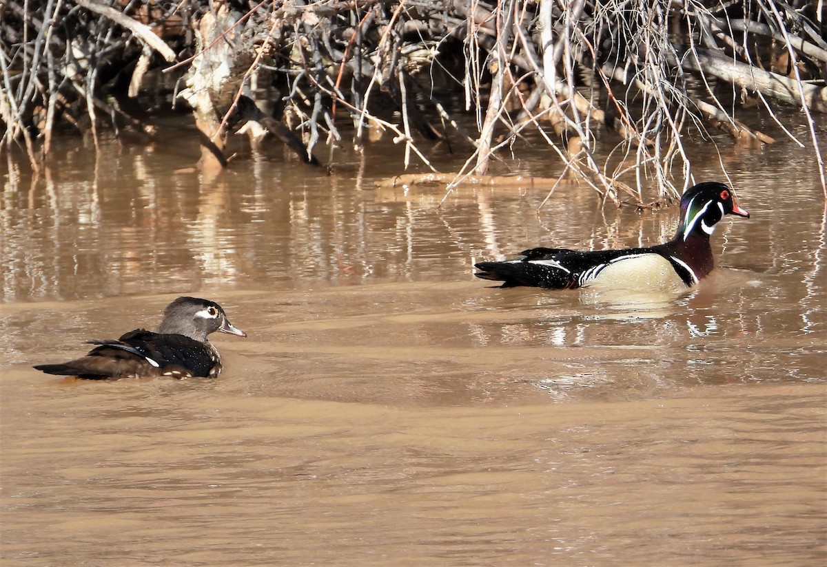 Wood Duck - ML563601311