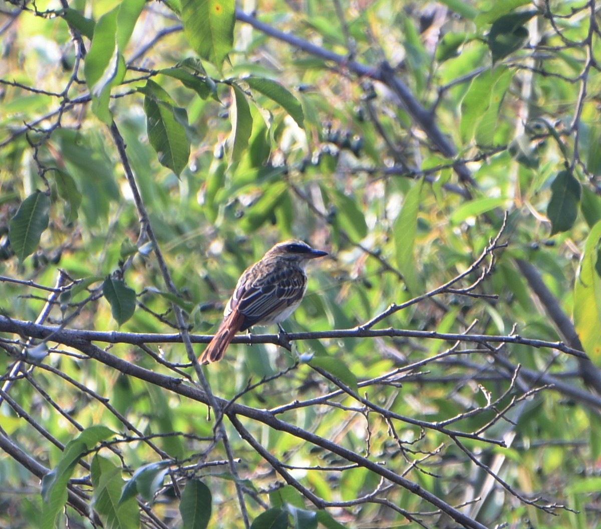 Streaked Flycatcher - ML563601461