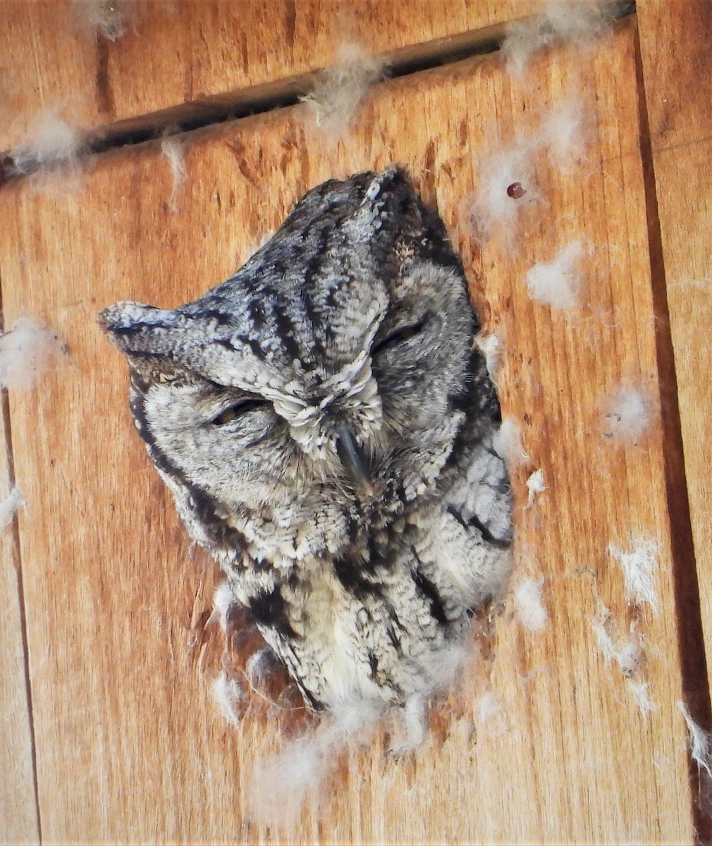 Western Screech-Owl - ML563601811