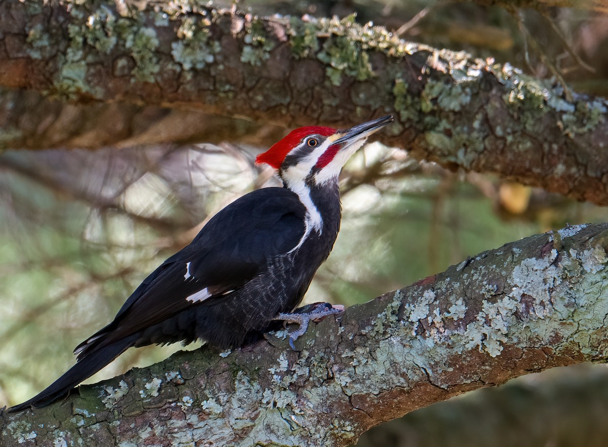 Pileated Woodpecker - ML563602741