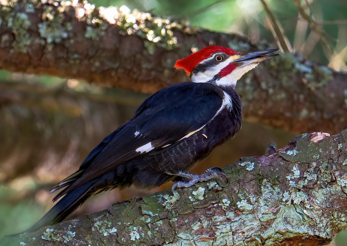 Pileated Woodpecker - ML563602751