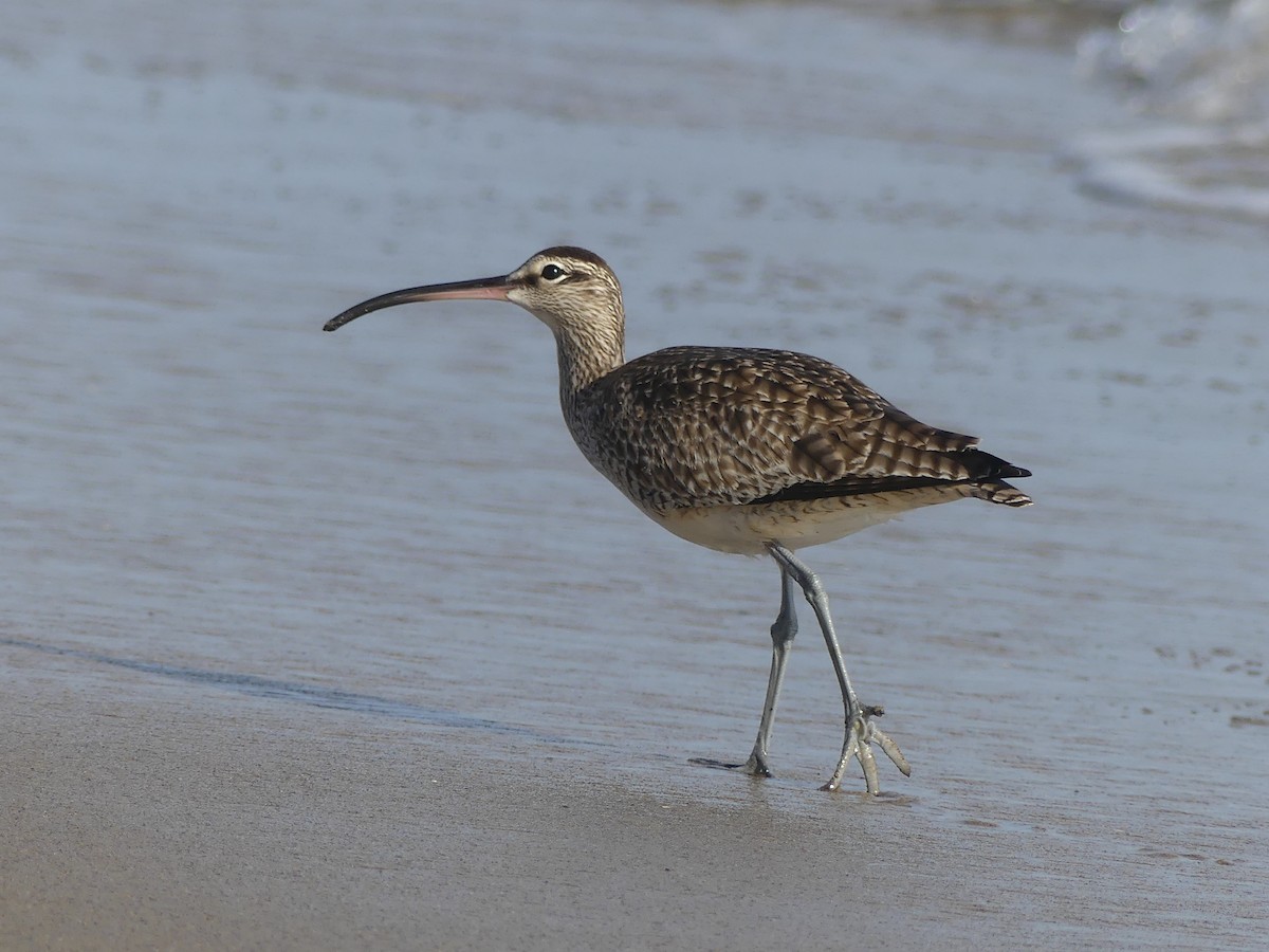 Whimbrel - ML563602811