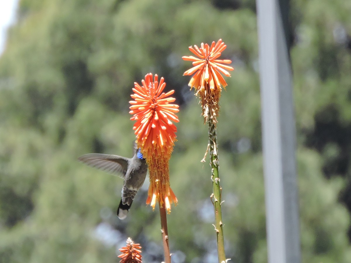 kolibřík blankytohrdlý - ML56360351