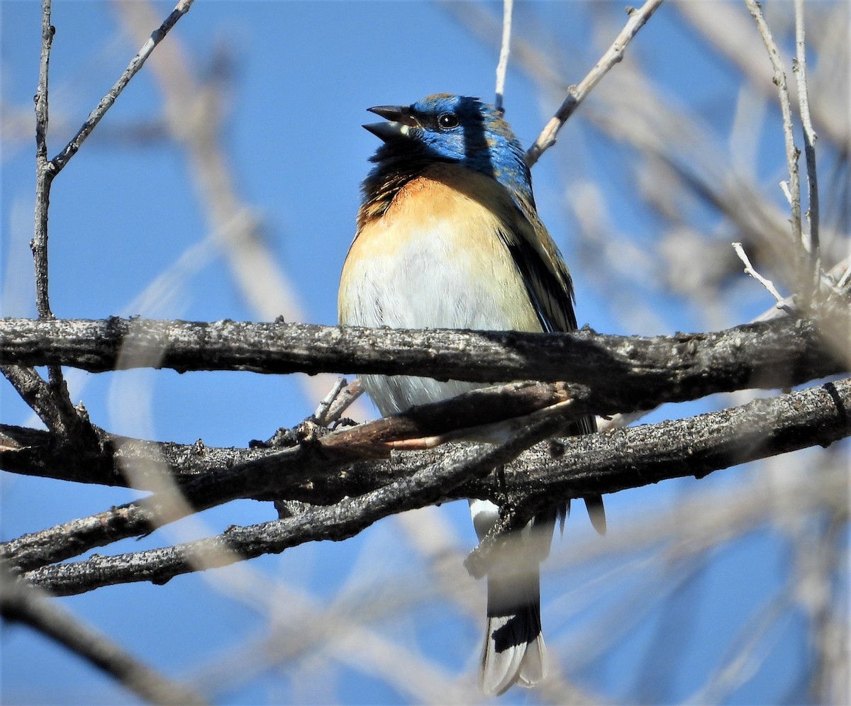 Lazuli Bunting - ML563604281