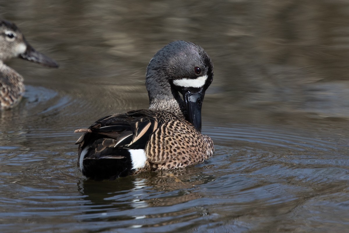 Blue-winged Teal - ML563607031