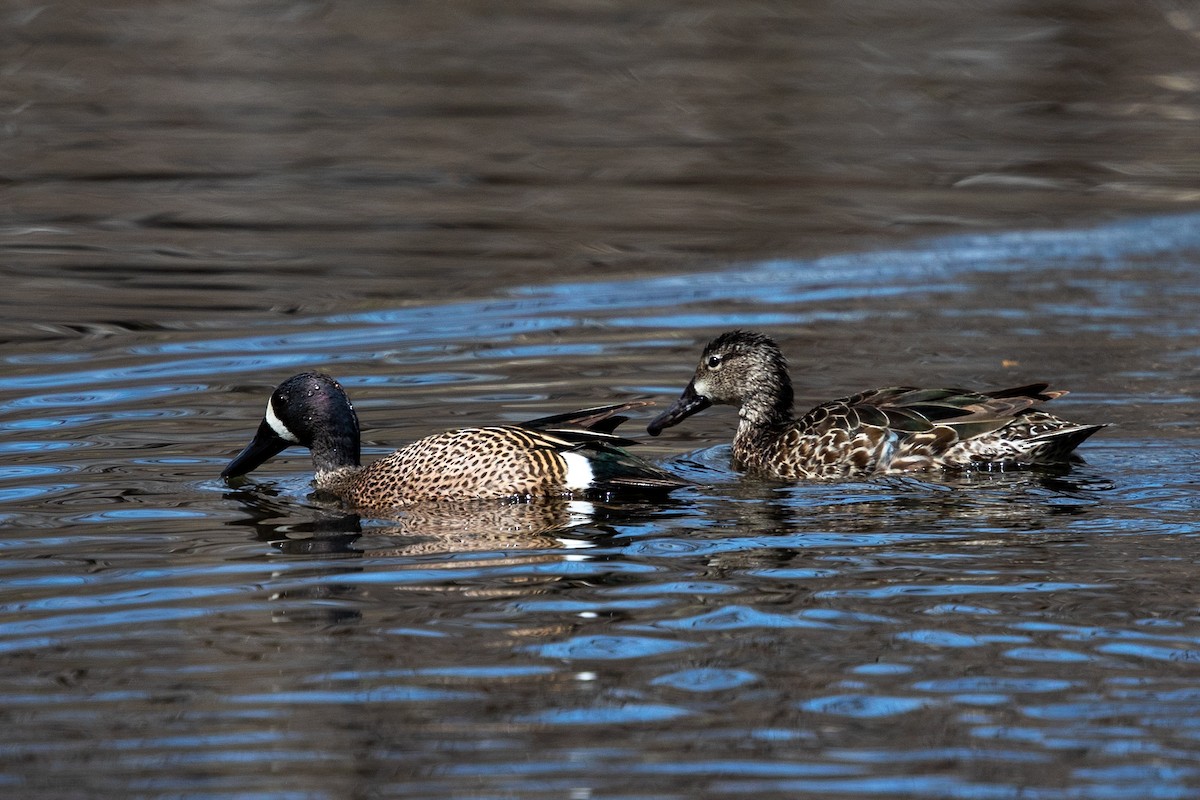 Blue-winged Teal - ML563607041