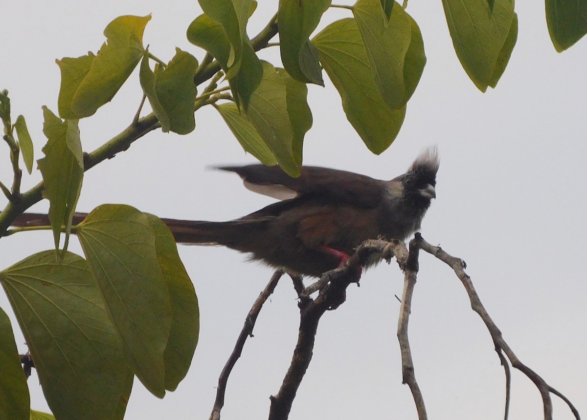 Red-backed Mousebird - ML563607331