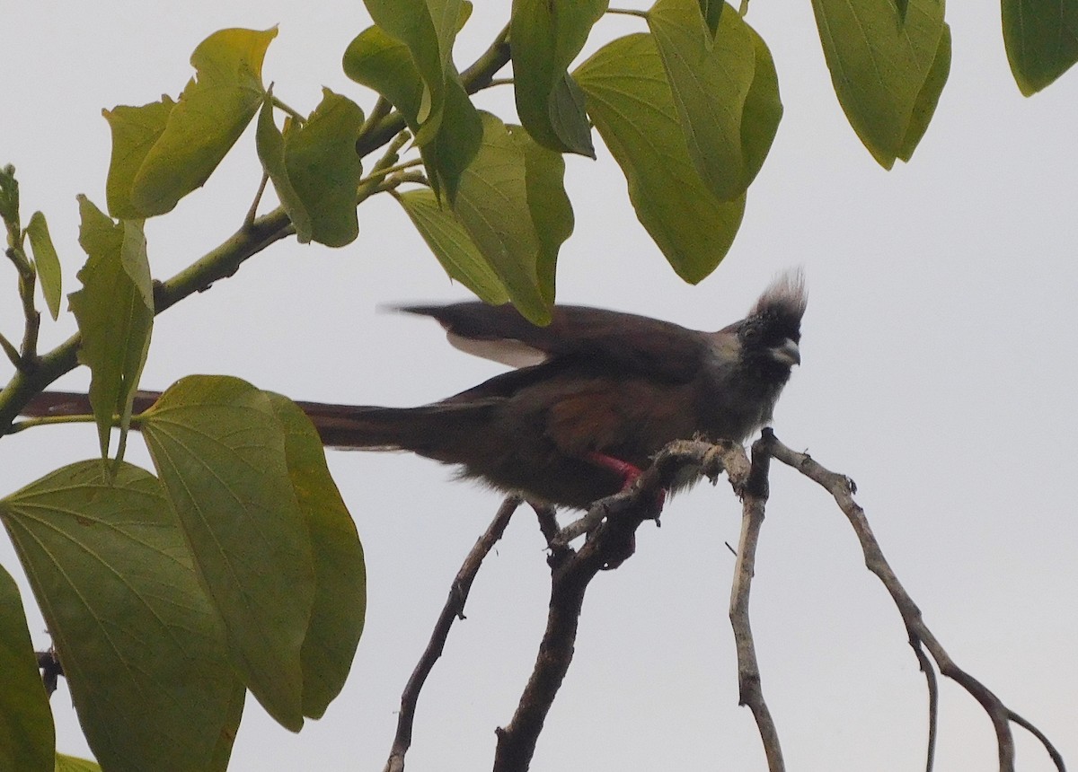 Pájaro Ratón Dorsirrojo - ML563607331