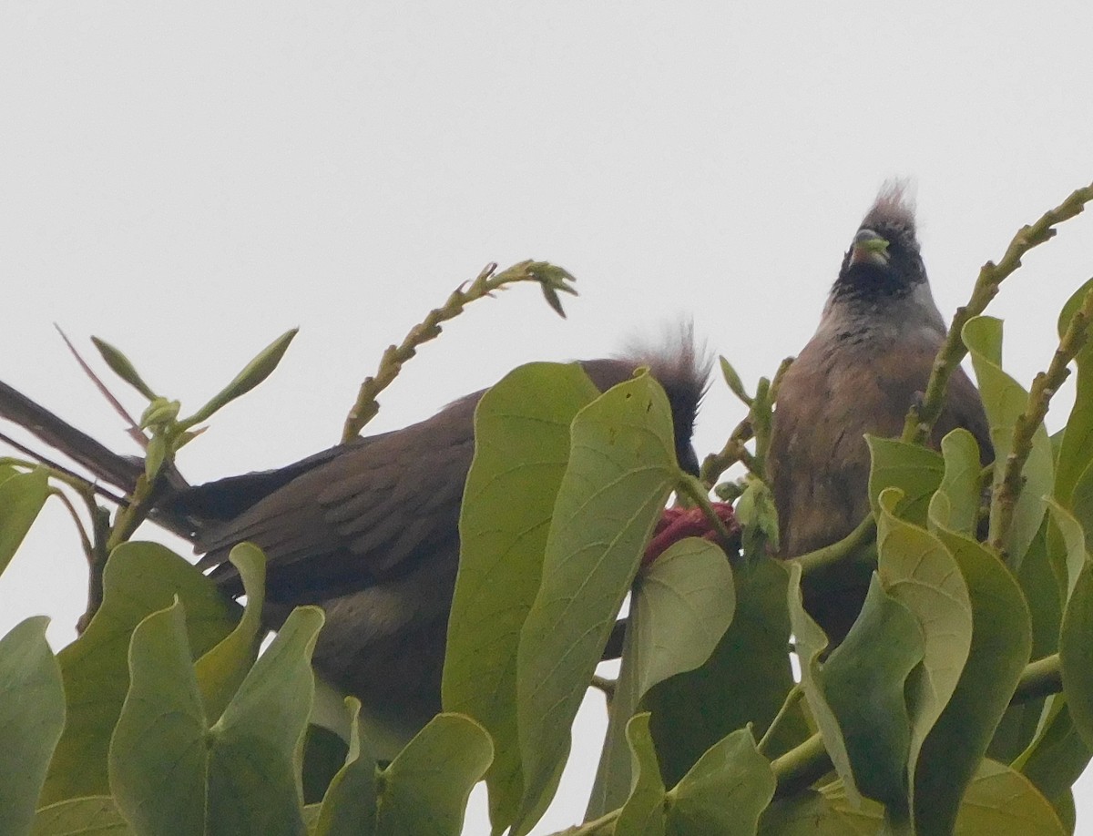 Red-backed Mousebird - ML563607551