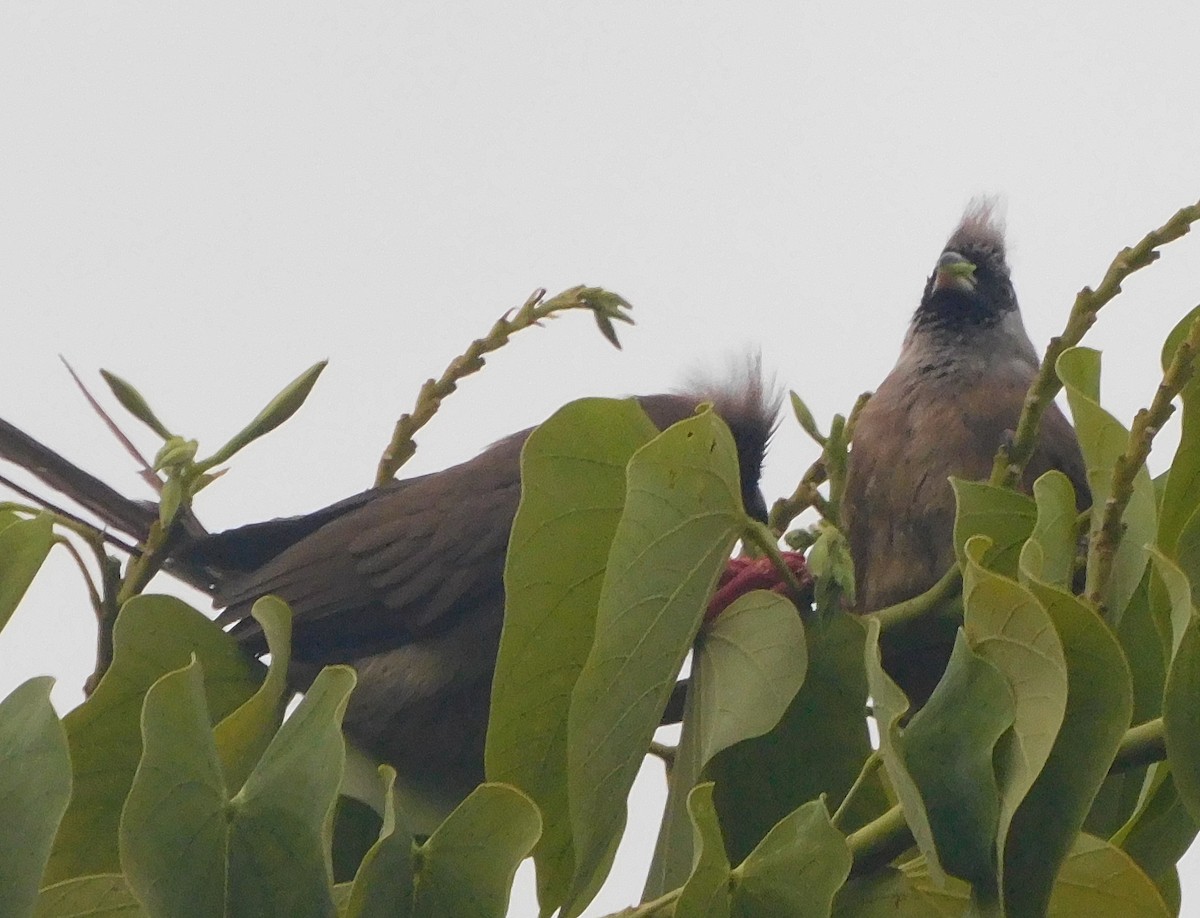 Red-backed Mousebird - Alexandre Hespanhol Leitão