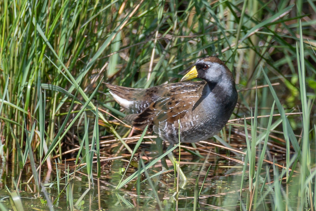 Polluela Sora - ML563607861