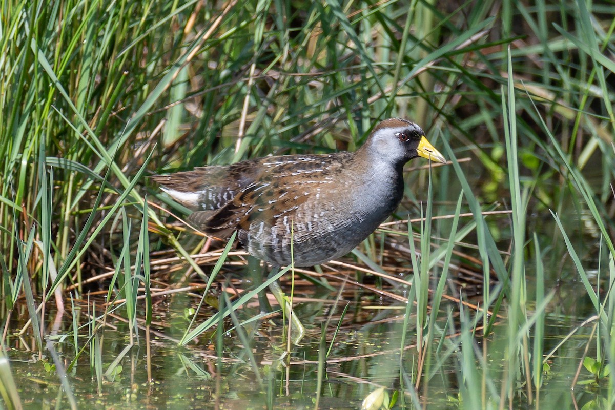 Polluela Sora - ML563607871